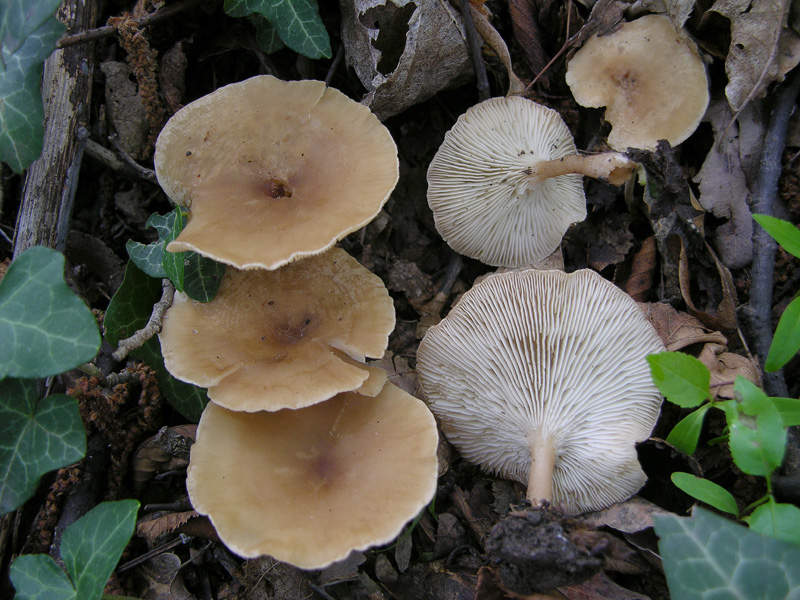 Clitocybe da determinare (cfr. Clitocybe gibba)